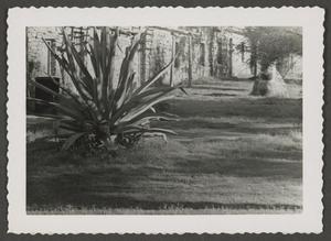 Primary view of object titled '[Agave plant next to a brick building]'.
