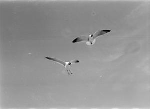 Primary view of object titled '[Two seagulls flying]'.