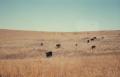 Photograph: [Cattle on a range]