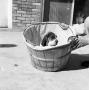 Photograph: [Photograph of a dog in a wooden bucket]