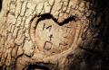 Photograph: [Carving of initials on a tree]
