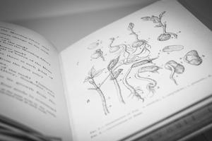 Black and white photo of a page with drawings of plants on it.