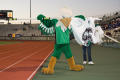 Photograph: [Scrappy on the track at Homecoming game, 2007]