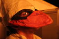 Photograph: [Student in Scrappy mask at UNT Bonfire]