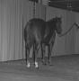 Photograph: [Horse portrait taken with a curtain backdrop]