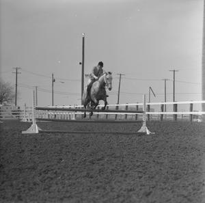 Primary view of object titled '[Lee's Page Boy competing at Latigo Farms, 5]'.