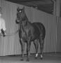 Photograph: [Horse portrait on curtain backdrop]