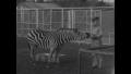 Video: [News Clip: Zebras]