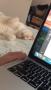 Primary view of [Laptop computer and sleeping cat]