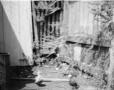 Photograph: [Photograph of two pigeons outside]