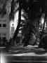 Photograph: [Photograph of palm trees and buildings in the background]