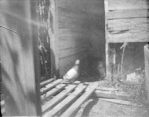 Primary view of object titled '[Photograph of a pigeon outdoors]'.
