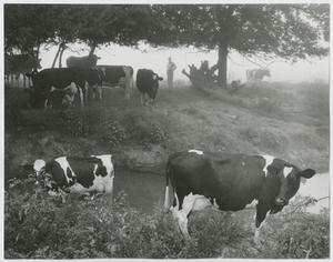 Primary view of object titled '[Cattle on Lee Gray's Farm]'.
