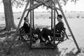 Photograph: [Two men on a double glider swing]