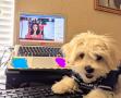 Primary view of [Dog in Dallas Cowboys jersey and laptop with virtual conference]