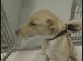 Video: [News Clip: Dog shelters]