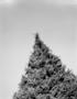 Photograph: [Out-of-focus coniferous tree]