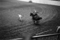 Photograph: [Calf roping at a rodeo event]