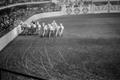 Photograph: [Chariot racing at a rodeo]