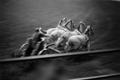 Photograph: [Chariot racing at a rodeo, 2]