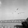 Photograph: [Seagulls and an automobile on the beach, 2]