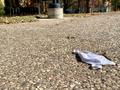 Photograph: [Discarded cloth face mask outside Sycamore Hall]