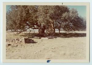 Primary view of object titled '[Palo Pinto County Log Cabin, No. 10]'.