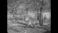 Video: [News Clip: Zebra Is New At Fort Worth Zoo]