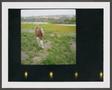 Photograph: [Older man standing in a field]