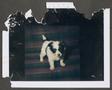 Photograph: [Damaged photograph of a puppy]
