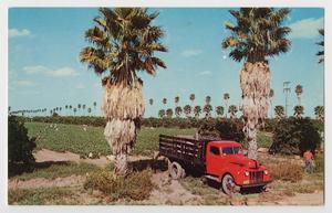 Primary view of object titled '[Postcard of a harvest at the Rio Grande Valley]'.