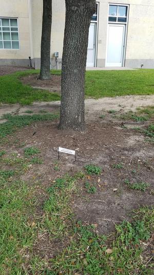 Primary view of object titled '["Squirrel Distancing" sign at University of Houston]'.
