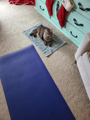 Primary view of object titled '[Katy Allred's cat lying next to a yoga mat]'.