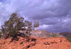 Primary view of object titled '[A shrub at the Palo Duro Canyon]'.