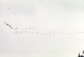 Primary view of [A flock of birds flying]