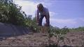 Video: [News Clip: Farming]