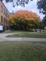 Primary view of [Sycamore Hall tree changing colors]