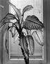 Photograph: [A dieffenbachia plant at Ben Herring Piano Restoration]