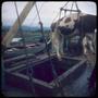 Photograph: [A cow lifted above a Reloncaví boat, in the Puerto Montt region, 2]