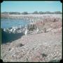 Photograph: [Penguins standing near water in Trelew, Argentina, 3]