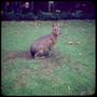 Photograph: [A Patagonian mara in the Buenos Aires Zoo]