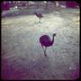 Photograph: [Two flightless birds in the Buenos Aires Zoo]