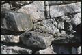 Photograph: [An iguana on a stone wall]