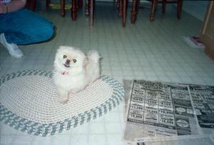 A photograph of a small, white dog standing on a heart-shaped rug and looking up at the camera. A newspaper on the right and a person’s leg on the left are also visible in the photo.