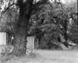 Photograph: [A large tree in front of a house]