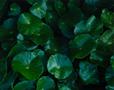 Photograph: [Hydrocotyle/Water Pennyworts]