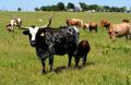 Primary view of [Rayzor Ranch Longhorn cattle]