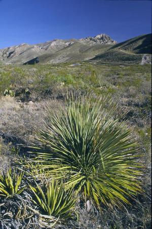 Primary view of object titled '[Franklin Mountains in El Paso, Texas, 1]'.