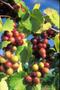 Primary view of [Muscadine grapes at Eastex Farms, closeup]