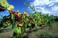Primary view of [Muscadine grapes at Eastex Farms]